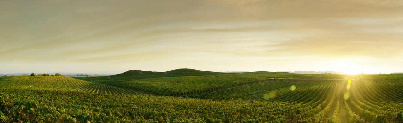 Napa1